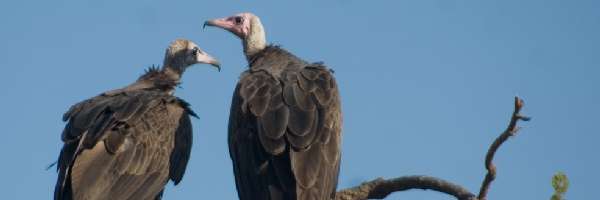 Vultures Prey